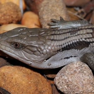 Tiliqua scincoides scincoides at Wellington Point, QLD - suppressed