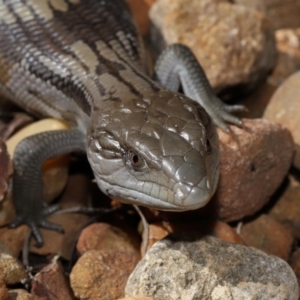 Tiliqua scincoides scincoides at Wellington Point, QLD - suppressed