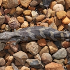 Unidentified Skink at Wellington Point, QLD - 27 Mar 2024 by TimL