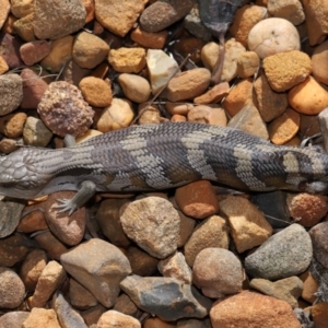 Tiliqua scincoides scincoides at Wellington Point, QLD - suppressed