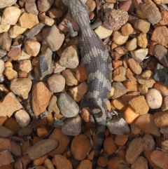 Tiliqua scincoides scincoides at Wellington Point, QLD - suppressed