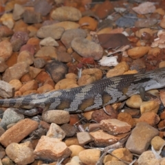 Tiliqua scincoides scincoides at Wellington Point, QLD - suppressed