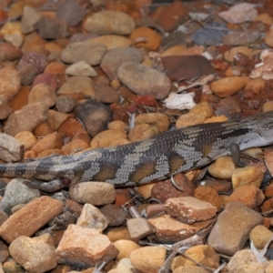 Tiliqua scincoides scincoides at Wellington Point, QLD - suppressed