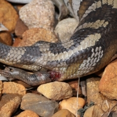 Tiliqua scincoides scincoides at Wellington Point, QLD - suppressed