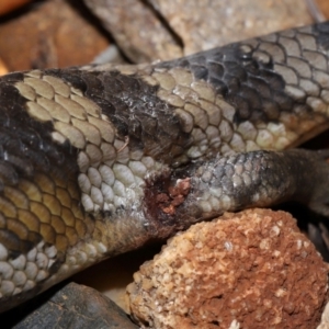 Tiliqua scincoides scincoides at Wellington Point, QLD - suppressed