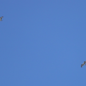 Pandion haliaetus at Cleveland, QLD - 29 Mar 2024