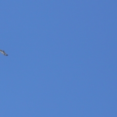 Pandion haliaetus at Cleveland, QLD - 29 Mar 2024