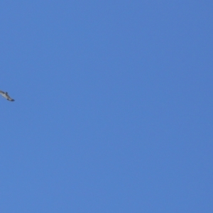 Pandion haliaetus at Cleveland, QLD - 29 Mar 2024