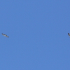 Pandion haliaetus at Cleveland, QLD - 29 Mar 2024