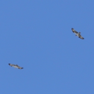 Pandion haliaetus at Cleveland, QLD - 29 Mar 2024