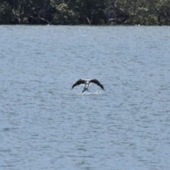 Haliaeetus leucogaster (White-bellied Sea-Eagle) at Cleveland, QLD - 29 Mar 2024 by TimL