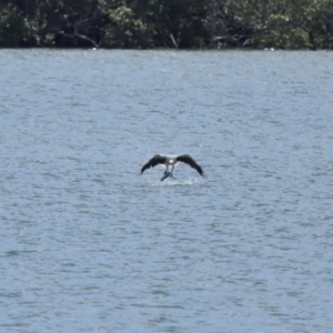 Haliaeetus leucogaster at Cleveland, QLD - 29 Mar 2024 11:33 AM