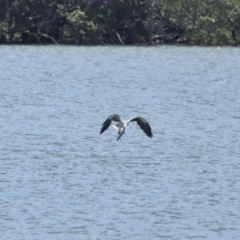 Haliaeetus leucogaster at Cleveland, QLD - 29 Mar 2024 11:33 AM