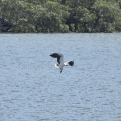 Haliaeetus leucogaster at Cleveland, QLD - 29 Mar 2024