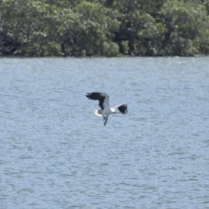 Haliaeetus leucogaster at Cleveland, QLD - 29 Mar 2024 11:33 AM