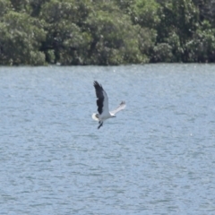 Haliaeetus leucogaster at Cleveland, QLD - 29 Mar 2024 11:33 AM