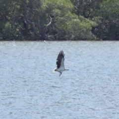 Haliaeetus leucogaster at Cleveland, QLD - 29 Mar 2024