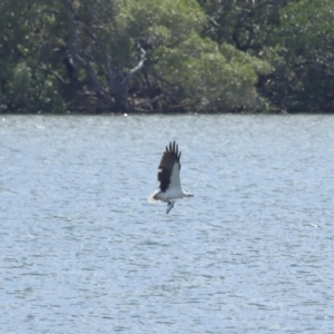 Haliaeetus leucogaster at Cleveland, QLD - 29 Mar 2024 11:33 AM