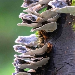Trametes sp. at Seaview, VIC - 22 Jul 2019 12:02 PM