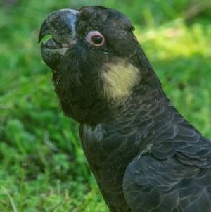 Zanda funerea (Yellow-tailed Black-Cockatoo) at Allambee, VIC by Petesteamer