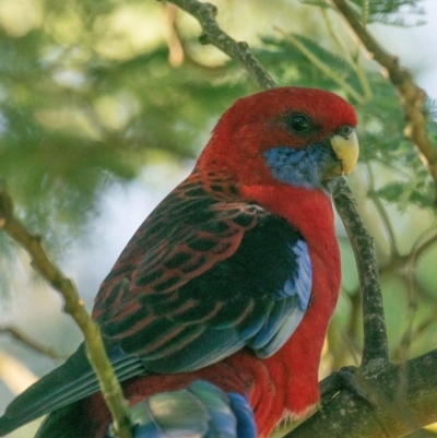 Platycercus elegans (Crimson Rosella) at Allambee, VIC - 24 Mar 2019 by Petesteamer