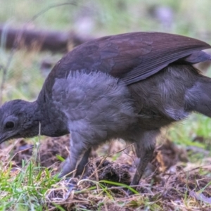 Menura novaehollandiae at Seaview, VIC - 22 Jul 2019