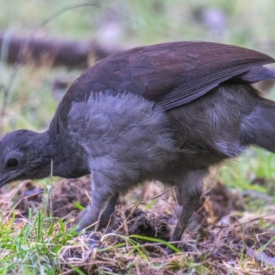 Menura novaehollandiae (Superb Lyrebird) at Seaview, VIC - 22 Jul 2019 by Petesteamer