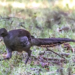 Menura novaehollandiae at Seaview, VIC - 22 Jul 2019 10:30 AM