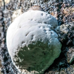 Unidentified Other non-black fungi  at Seaview, VIC - 22 Jul 2019 by Petesteamer