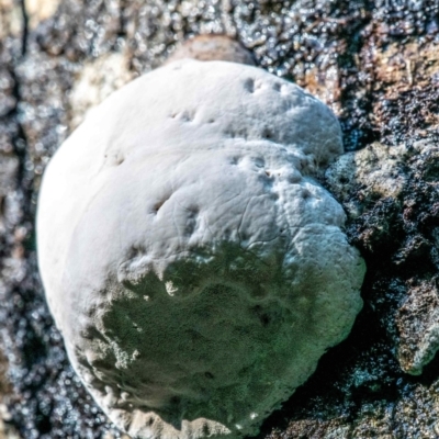 Unidentified Other non-black fungi  at suppressed - 22 Jul 2019 by Petesteamer