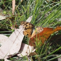 Heteronympha penelope (Shouldered Brown) at Molonglo Gorge - 8 Mar 2024 by RAllen