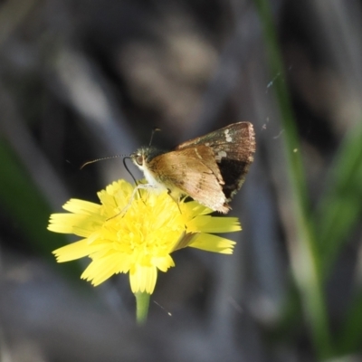 Dispar compacta (Barred Skipper) at Molonglo Gorge - 8 Mar 2024 by RAllen