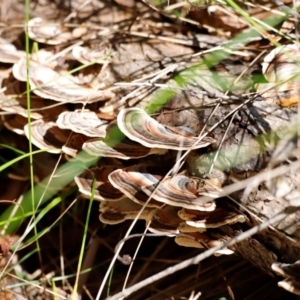 Trametes versicolor at Tidbinbilla Nature Reserve - 11 Apr 2024