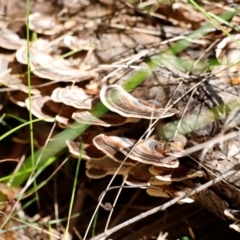 Trametes versicolor at Tidbinbilla Nature Reserve - 11 Apr 2024