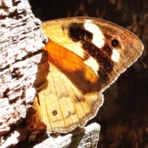 Heteronympha merope at Tidbinbilla Nature Reserve - 11 Apr 2024