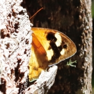 Heteronympha merope at Tidbinbilla Nature Reserve - 11 Apr 2024