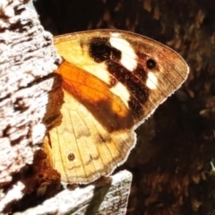 Heteronympha merope at Tidbinbilla Nature Reserve - 11 Apr 2024