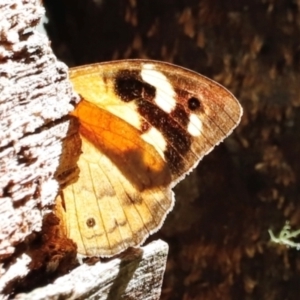 Heteronympha merope at Tidbinbilla Nature Reserve - 11 Apr 2024