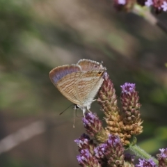 Lampides boeticus (Long-tailed Pea-blue) at Molonglo Gorge - 8 Mar 2024 by RAllen