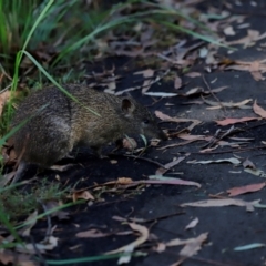 Isoodon obesulus obesulus (Southern Brown Bandicoot) at Tidbinbilla Nature Reserve - 11 Apr 2024 by JimL