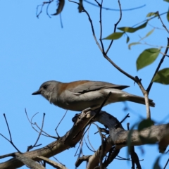 Colluricincla harmonica (Grey Shrikethrush) at Kambah, ACT - 11 Apr 2024 by JimL