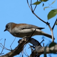 Colluricincla harmonica at Tidbinbilla Nature Reserve - 11 Apr 2024