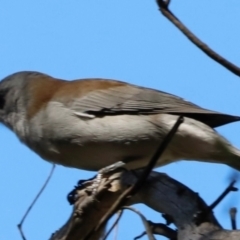 Colluricincla harmonica at Tidbinbilla Nature Reserve - 11 Apr 2024 11:30 AM