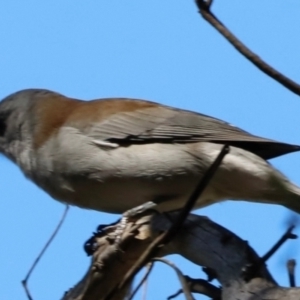 Colluricincla harmonica at Tidbinbilla Nature Reserve - 11 Apr 2024