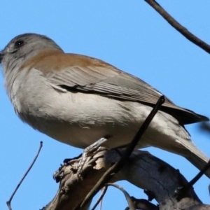 Colluricincla harmonica at Tidbinbilla Nature Reserve - 11 Apr 2024