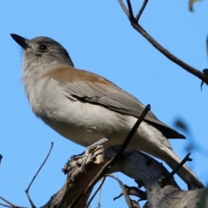 Colluricincla harmonica at Tidbinbilla Nature Reserve - 11 Apr 2024