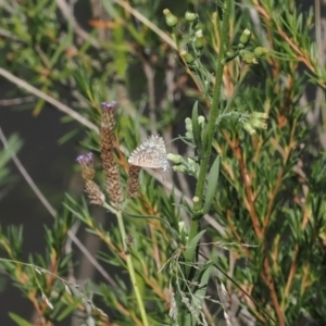 Theclinesthes serpentata at Molonglo Gorge - 8 Mar 2024