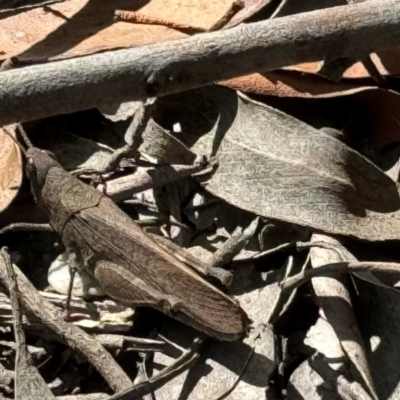Goniaea opomaloides (Mimetic Gumleaf Grasshopper) at Bundanoon, NSW - 3 Apr 2024 by GlossyGal