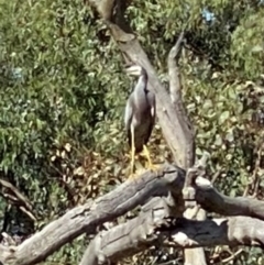 Egretta novaehollandiae (White-faced Heron) at Wanniassa, ACT - 11 Apr 2024 by Shazw