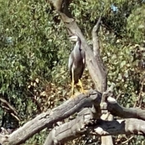 Egretta novaehollandiae at Farrer Ridge - 12 Apr 2024